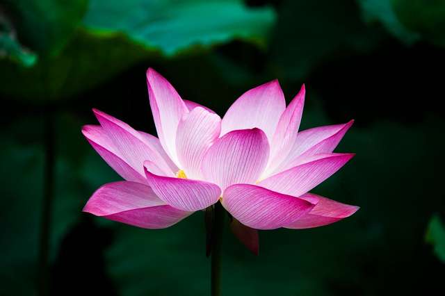 lotus-flower-picture